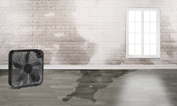 Best Professional water damage repair  in Seven Hills, OH